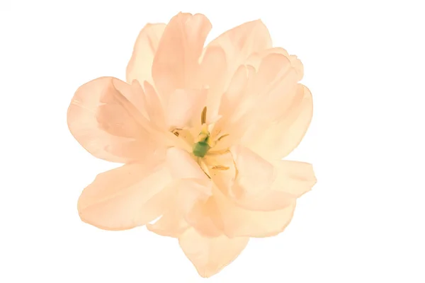 Tulpenblüte Isoliert Nahaufnahme — Stockfoto