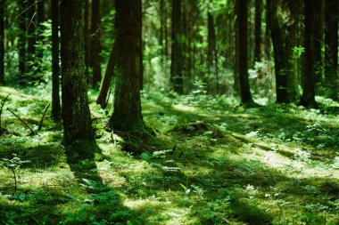 güzel yaz orman. Doğa