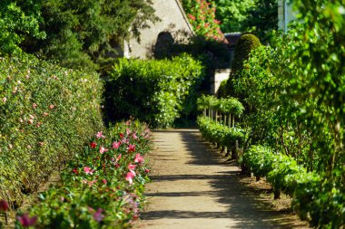 güneşli yaz park. Doğa