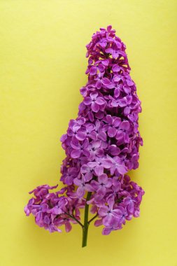 güzel leylak çiçeği, yakın