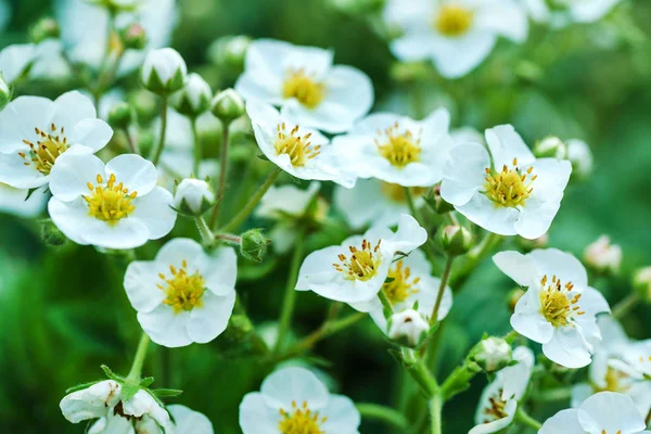 Fraises Dans Jardin Nature — Photo