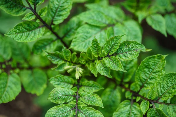 Junge Kartoffelpflanze Natur — Stockfoto