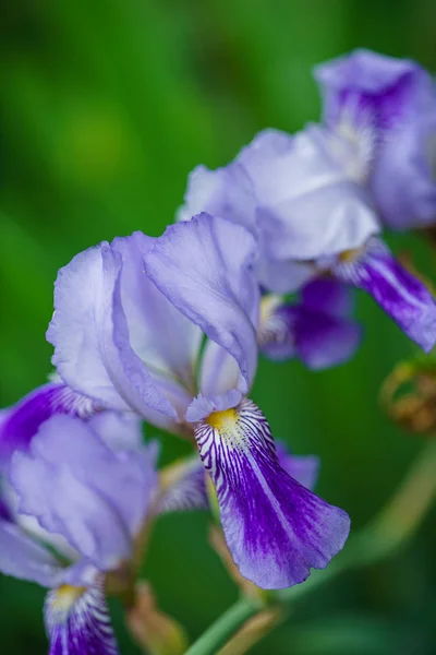 Fiori Iris Giardino Natura — Foto Stock