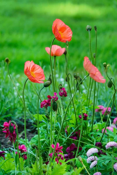 Bonitas Flores Parque Cerca — Foto de Stock