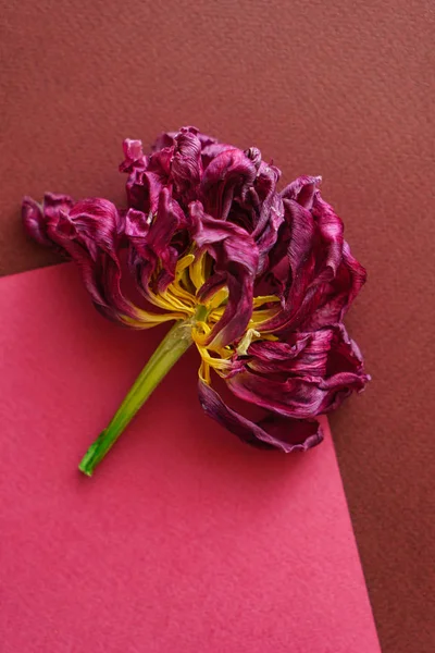 Tulipano Rosso Secco Vicino — Foto Stock