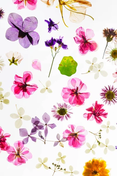 Jarní Květy Bílém Pozadí — Stock fotografie