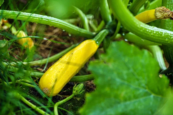 Jovem Abobrinha Planta Jardim — Fotografia de Stock