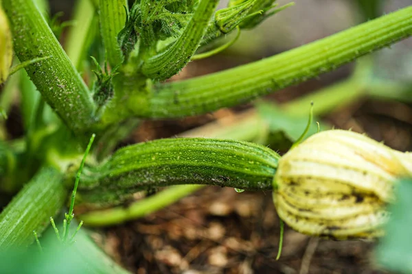 Young Zucchini Plant Garden — Stock Photo, Image