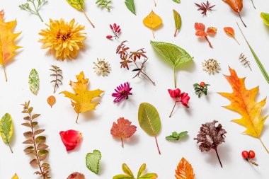 Sonbahar Bembeyaz Yatar