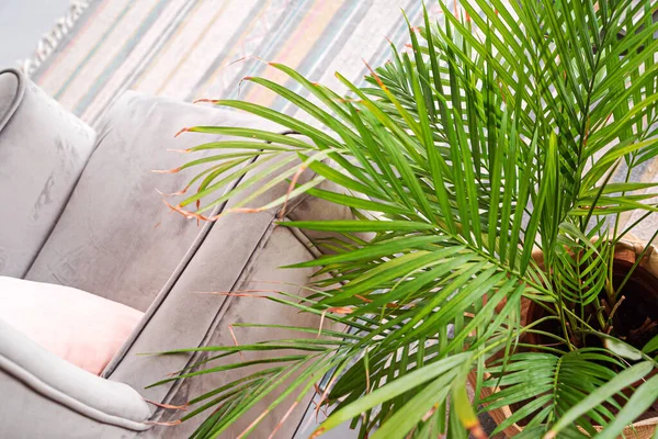 灰色のソファの近くの家の植物 — ストック写真