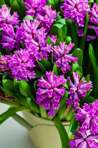 Heldere Hyacinten Bloemen Vaas — Stockfoto