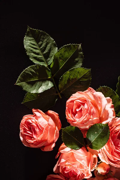 Rózsák Fekete Háttér — Stock Fotó