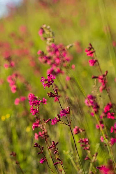 Pembe Çiçekli Yaz Çayırı — Stok fotoğraf