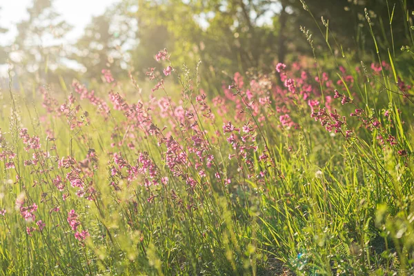 ピンクの花で夏の牧草地 — ストック写真