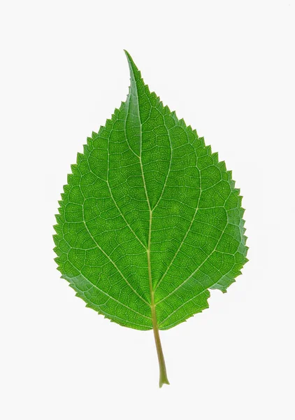 Leaf Isolated White — Stock Photo, Image