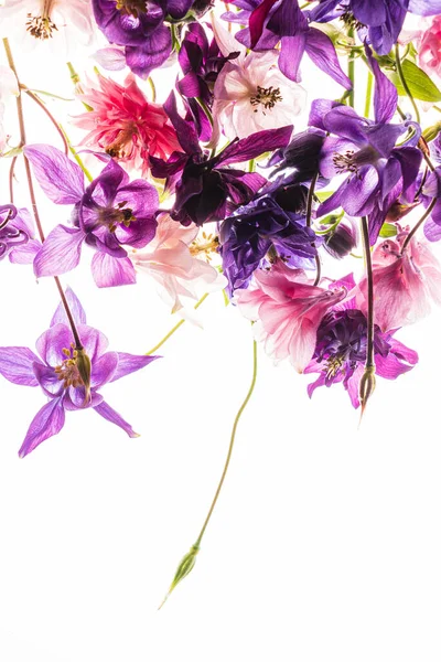 Aquilegia Fiori Sullo Sfondo Bianco — Foto Stock