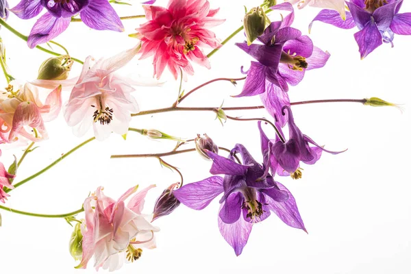 Aquilegia Blommor Den Vita Bakgrunden — Stockfoto