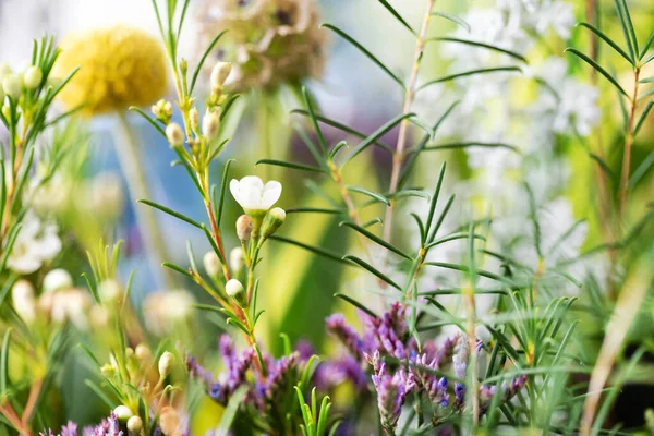 Beyaz Arka Planda Güzel Bahar Çiçekleri — Stok fotoğraf