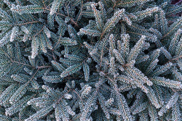 Branches Sapin Congelées Arrière Plan Nature — Photo