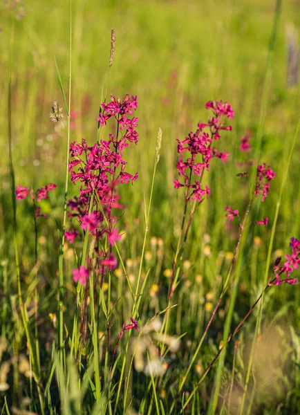 Prairie Été Avec Des Fleurs Roses — Photo