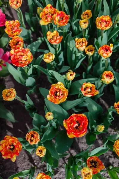 Tulpen Voorjaarsveld — Stockfoto