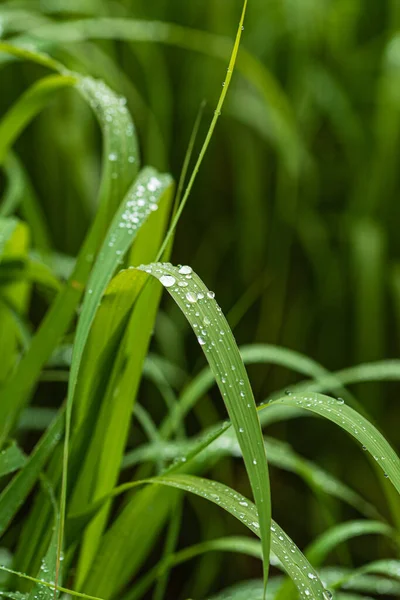 Regentropfen Auf Dem Gras Aus Nächster Nähe — Stockfoto