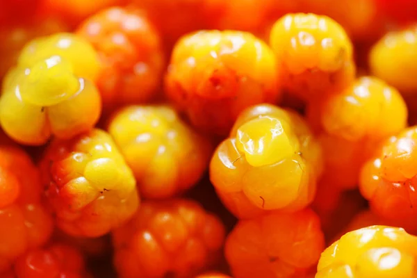 Fresh Ripe Cloudberries Close — Stock Photo, Image