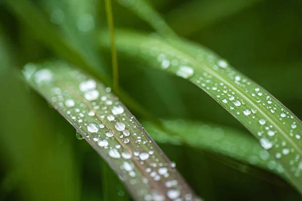 Краплі Дощу Траві — стокове фото