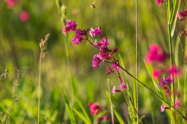 Prado Verão Com Flores Rosa — Fotografia de Stock