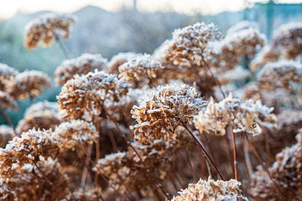 庭の冷凍紫陽花の花 — ストック写真