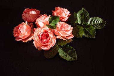 Siyah arkaplanda güller, kapatın.