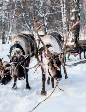 Kuzeydeki geyik parkında