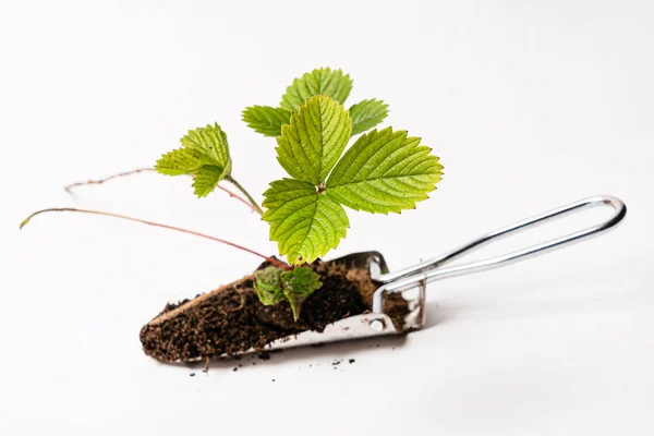 Growing Strawberry Plants Pot — Stock Photo, Image