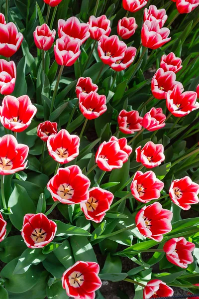 Tulpen Voorjaar Veld Close — Stockfoto