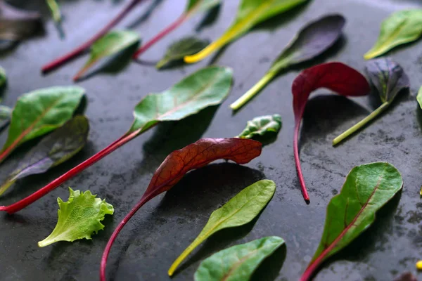 Baby Salad Leaves Close — Stock Photo, Image