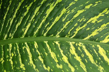 yeşil yaprak dokusu, doğa arkaplanı