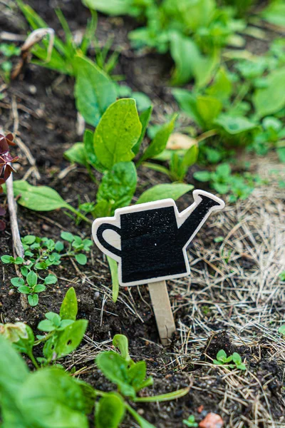 Wooden Watering Can Symbol Garden — Stock Photo, Image