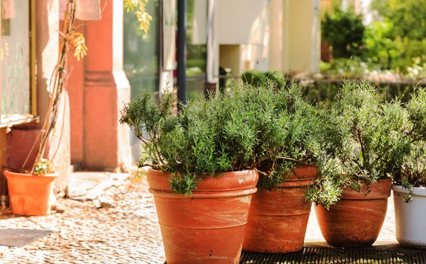 Outdoor Plant Streets — Stock Photo, Image