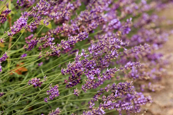 Lavender Field France — Stock Photo, Image