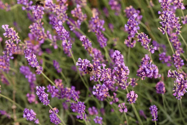 Lavender Field France — Stock Photo, Image