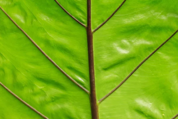 Green Leaf Texture Nature Background — Stock Photo, Image