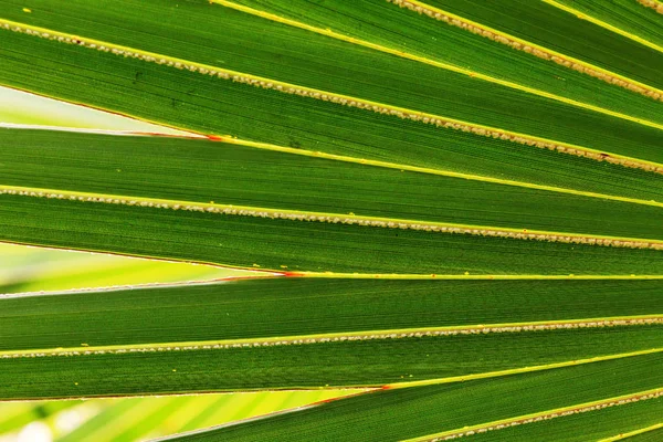 Groene Blad Textuur Natuur Achtergrond — Stockfoto