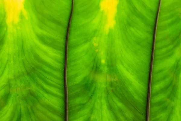 Текстура Зеленого Листа Фон Природы — стоковое фото