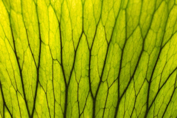 Zelená Listová Textura Příroda Pozadí — Stock fotografie