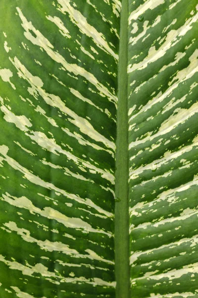 Grön Blad Struktur Natur Bakgrund — Stockfoto
