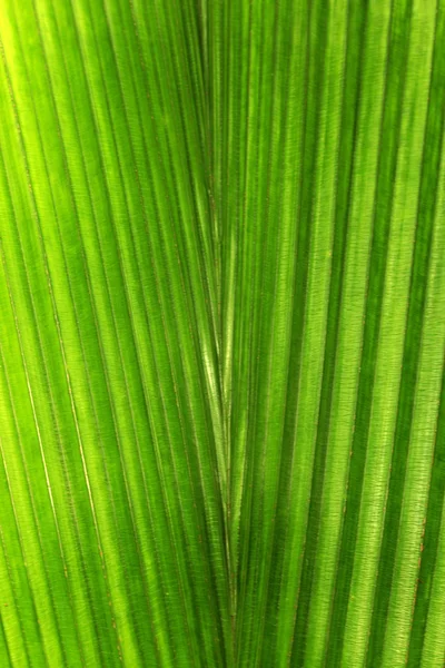 Texture Feuille Verte Fond Nature — Photo