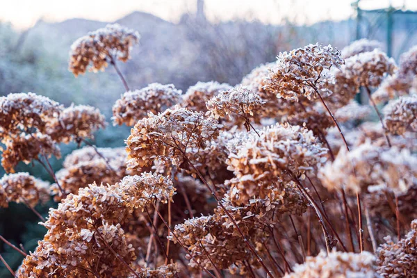 Frusen Hortensia Blommor Trädgården — Stockfoto