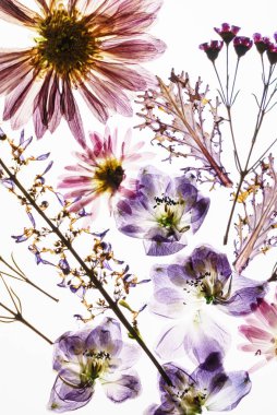 Beyaz arkaplanda kuru çiçekler