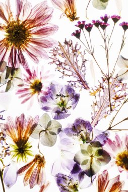 Beyaz arkaplanda kuru çiçekler