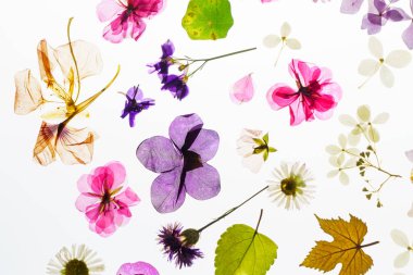 renkli kuru çiçekler, yakın çekim